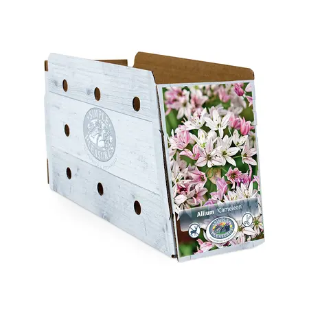 Allium Cameleon | Cappers 20 x 20 - image 2