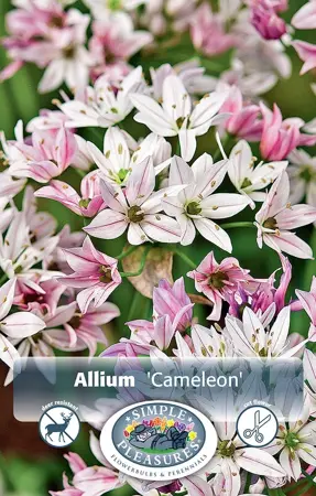 Allium Cameleon | Cappers 20 x 20 - image 1
