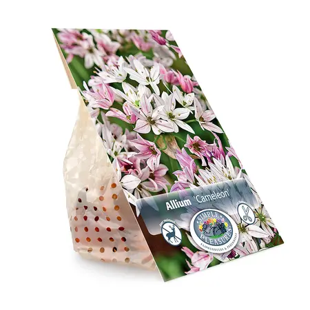 Allium Cameleon | Cappers 20 x 20 - image 3