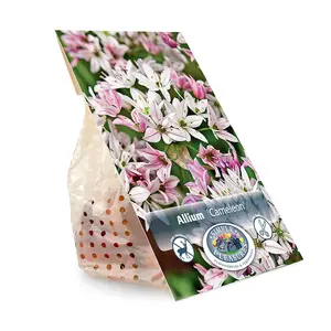 Allium Cameleon | Cappers 20 x 20 - image 3