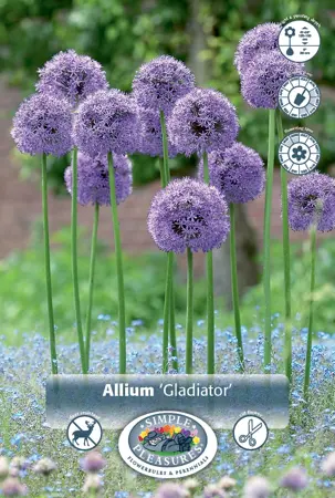 Allium Gladiator | 100 pce - image 1