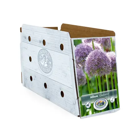Allium Gladiator | 20 pce - image 2