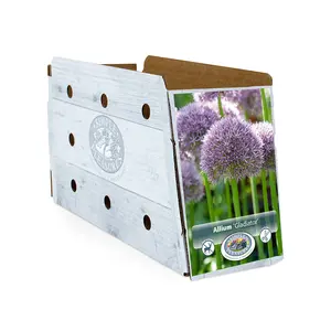 Allium Gladiator | 20 pce - image 2