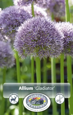Allium Gladiator | 20 pce - image 1