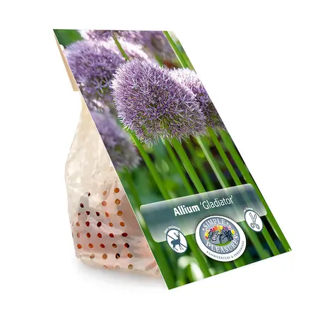 Allium Gladiator | 20 pce - image 3