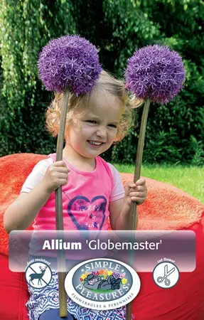Allium Globemaster | 25 pce - image 1
