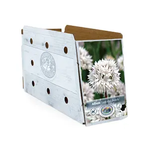 Allium Graceful Beauty | Cappers 12 x 15 - image 2
