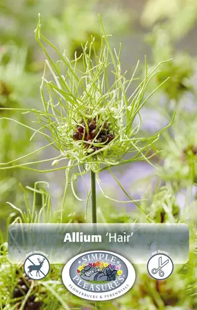 Allium Hair | Cappers 15 x 20 - image 1