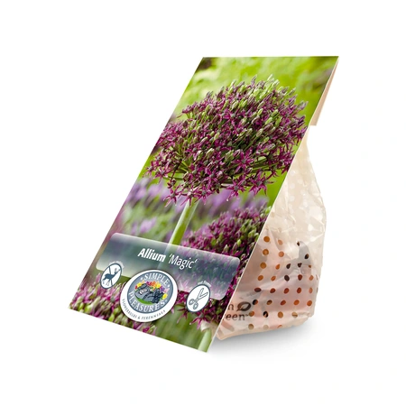 Allium Magic | Cappers 5 x 16 - image 2