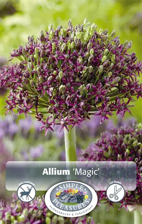 Allium Magic | Cappers 5 x 16 - image 1