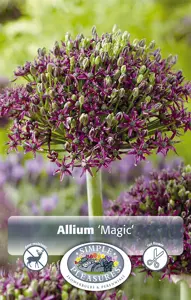 Allium Magic | Cappers 5 x 16