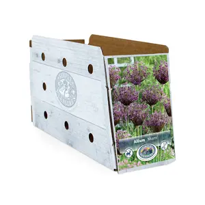 Allium Miami | Cappers 8 x 15 - image 2