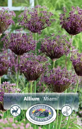 Allium Miami | Cappers 8 x 15 - image 1