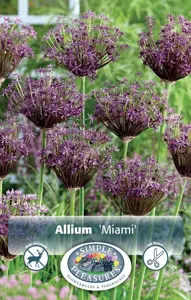 Allium Miami | Cappers 8 x 15