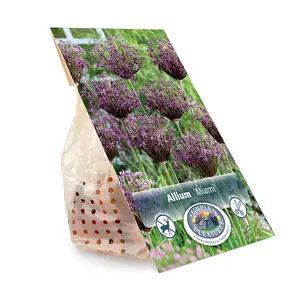 Allium Miami | Cappers 8 x 15 - image 3