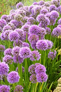 Allium Millenium | 200 pce