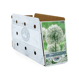Allium Mount Everest | 20 pce - image 2
