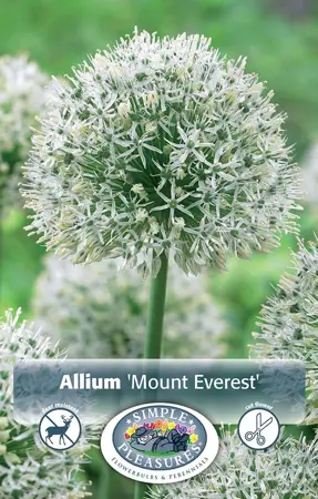 Allium Mount Everest | 20 pce - image 1