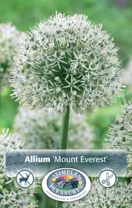 Allium Mount Everest | 25 pce