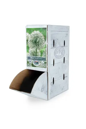 Allium Mount Everest | 25 pce - image 2