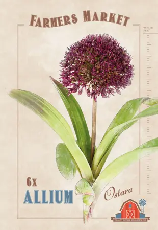 Allium Ostara | Cappers 6 x 20 - image 1