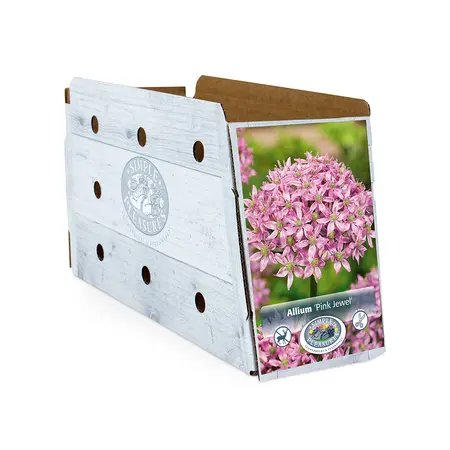 Allium Pink Jewel | Cappers 2 x 25 - image 2