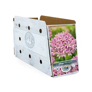 Allium Pink Jewel | Cappers 2 x 25 - image 2