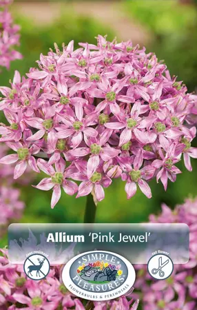 Allium Pink Jewel | Cappers 2 x 25 - image 1