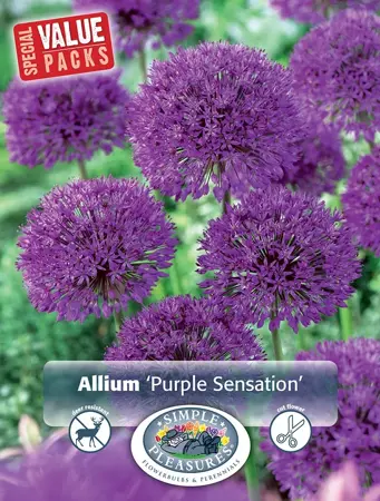 Allium Purple Sensation | Cappers 8 x 15 - image 1