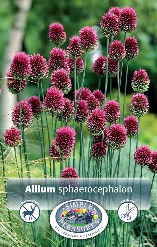 Allium Sphaerocephalon (Drumstick) | Capper 15 x 30 - De Vroomen