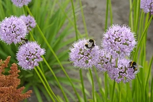 Allium Summer Beauty | 200 pce