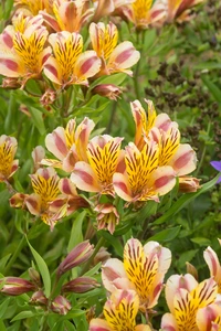 Alstroemeria Duchess Marguerite | 25 pce