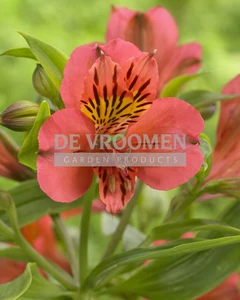 Alstroemeria Majestic Tierce PBR | 25 pce
