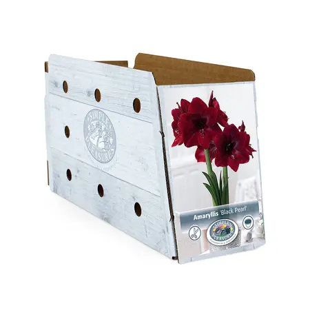 Amaryllis (Hippeastrum) Black Pearl (Queen of the Night) | 10 pce - image 2