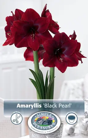 Amaryllis (Hippeastrum) Black Pearl (Queen of the Night) | 10 pce - image 1