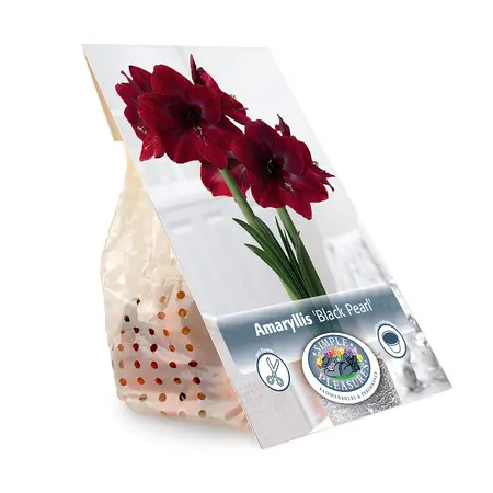 Amaryllis (Hippeastrum) Black Pearl (Queen of the Night) | 10 pce - image 3