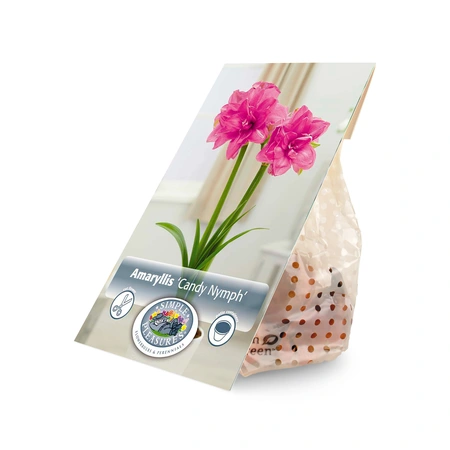 Amaryllis (Hippeastrum) double Candy Nymph | 10 pcs - image 3