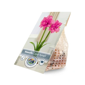 Amaryllis (Hippeastrum) double Candy Nymph | 10 pcs - image 3