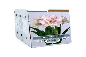 Amaryllis (Hippeastrum) Double Elvas | 10 pce - image 2