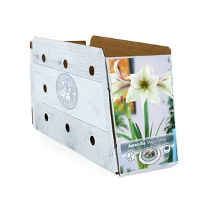 Amaryllis (Hippeastrum) Magic Green | 10 pce - image 2