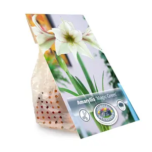 Amaryllis (Hippeastrum) Magic Green | 10 pce - image 3
