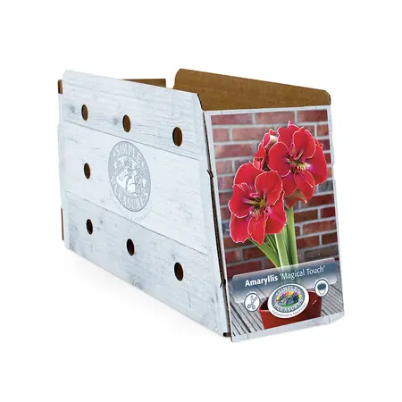 Amaryllis (Hippeastrum) Magical Touch | 10 pce - image 2