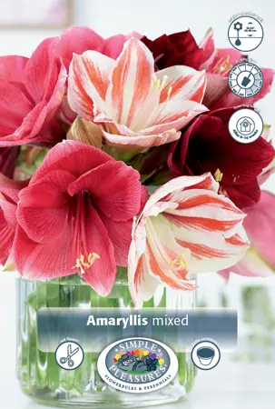 Amaryllis (Hippeastrum) mixed | 12 pcs - image 1