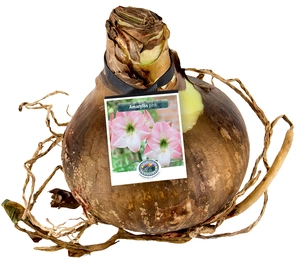 Amaryllis (Hippeastrum) Pink | 12 pcs - image 2