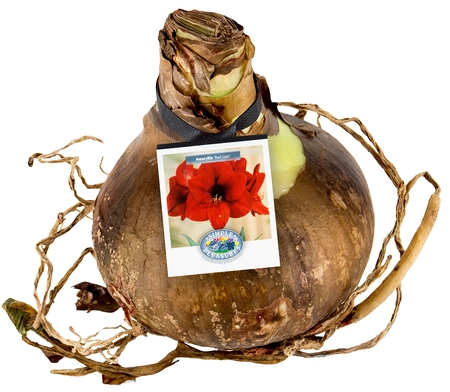 Amaryllis (Hippeastrum) Red | 12 pcs - image 2