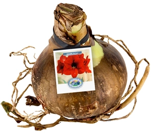 Amaryllis (Hippeastrum) Red | 12 pcs - image 2