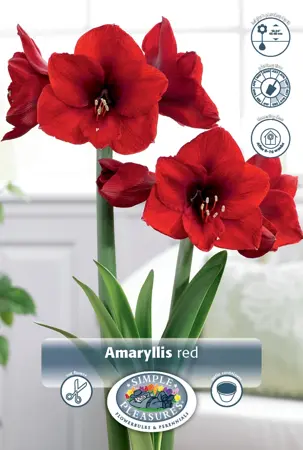 Amaryllis (Hippeastrum) Red | 12 pcs - image 1