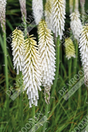 Kniphofia Amazing Fun | 25 pce