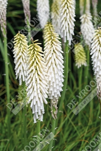 Kniphofia Amazing Fun | 25 pce