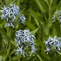 Amsonia